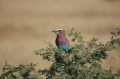 S lilac breasted roller